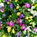 th_233-freesias_bouquet.jpg